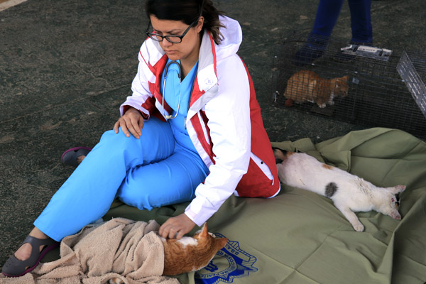 Cat Neutering Campaign in Costa Rica Prison