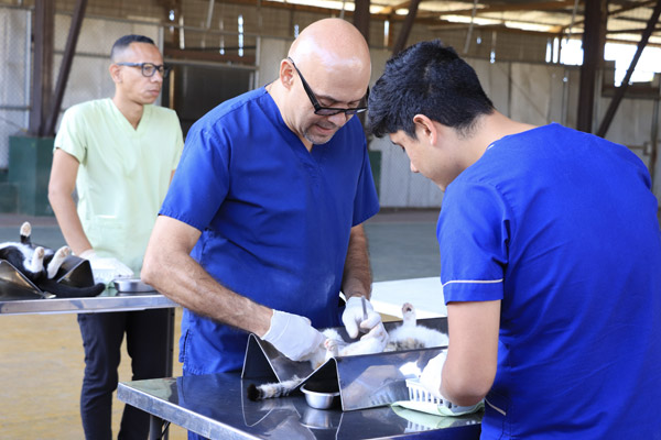 Cat Neutering Campaign in Costa Rica Prison