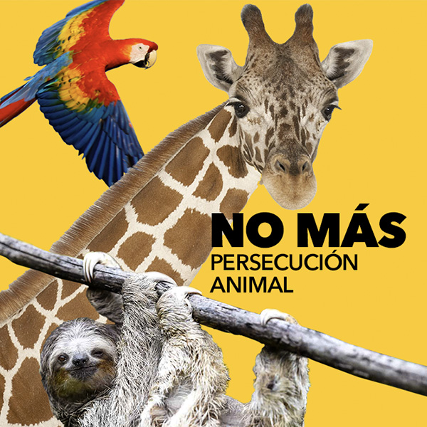 Animal Persecution in Costa Rica